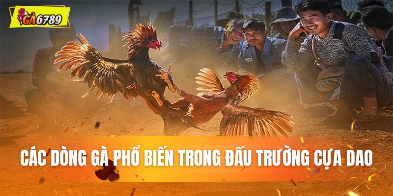 Các dòng gà chiến phổ biến trong đấu trường cựa dao