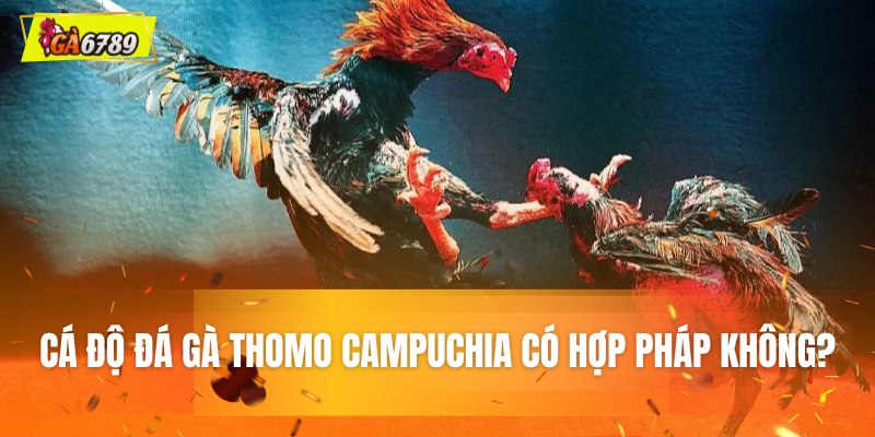 Chơi cá độ đá gà Thomo Campuchia có hợp pháp không?