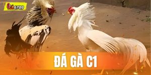 Đá Gà C1