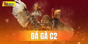 Đá gà C2 là gì? Hay hơn đá gà truyền thống không?