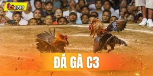 Đá Gà C3 GA6789