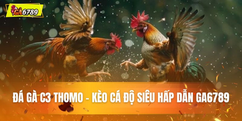 Đá gà C3 Thomo - Kèo cá độ siêu hấp dẫn tại GA6789
