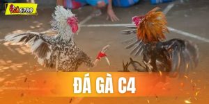 Đá Gà C4