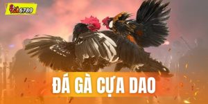 Đá Gà Cựa Dao GA6789