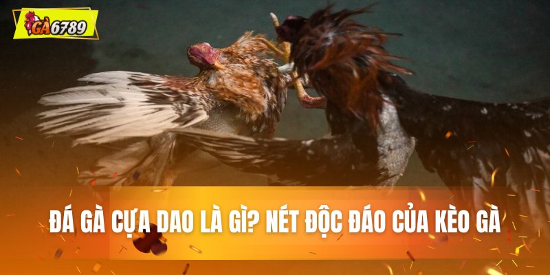 Đá gà cựa dao là gì? Nét độc đáo của kèo gà