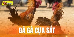 Đá Gà Cựa Sắt
