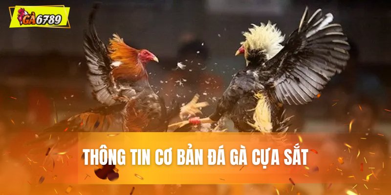 Đá gà cựa sắt là gì? Cơ sở thông tin về bộ môn này