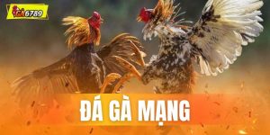 Đá gà mạng