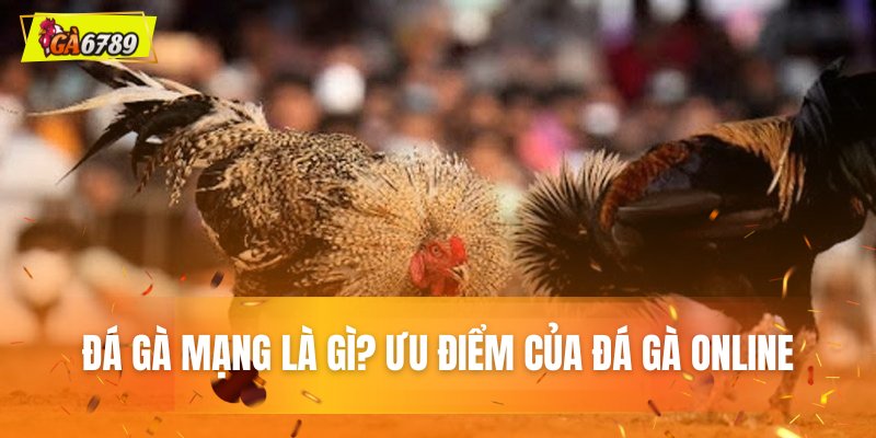 Mạng đá gà là gì? Ưu điểm của đá gà Online