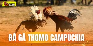 Đá gà Thomo Campuchia