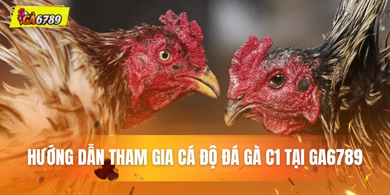 Hướng dẫn tham gia cá độ đá gà C1 tại GA6789