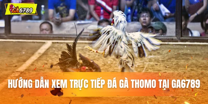 Hướng dẫn xem trực tiếp đá gà Thomo tại GA6789