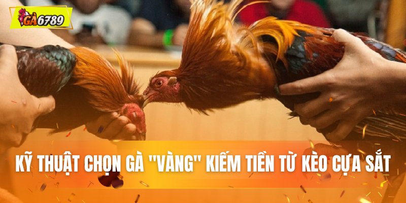 Kỹ thuật lựa chọn gà "vàng" kiếm tiền từ cơ vật sắt