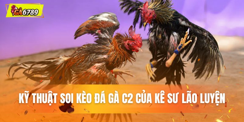 Kỹ thuật soi kèo đá gà C2 của kê sư lão luyện