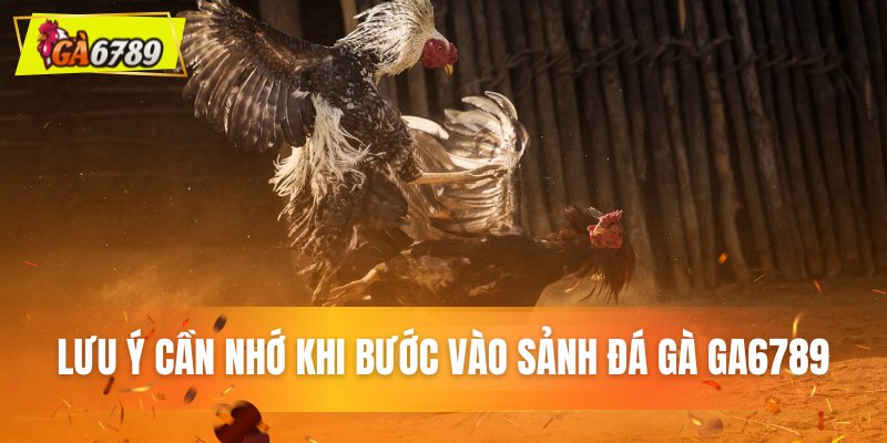 Lưu ý then chốt khi chơi kèo cá độ đá gà