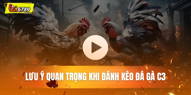 Lưu ý quan trọng khi đánh kèo đá gà C3