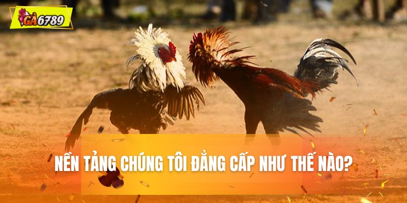 Sức hút đặc biệt từ nền tảng đá gà
