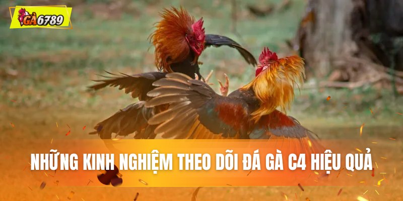 Những kinh nghiệm theo dõi đá gà C4 hiệu quả