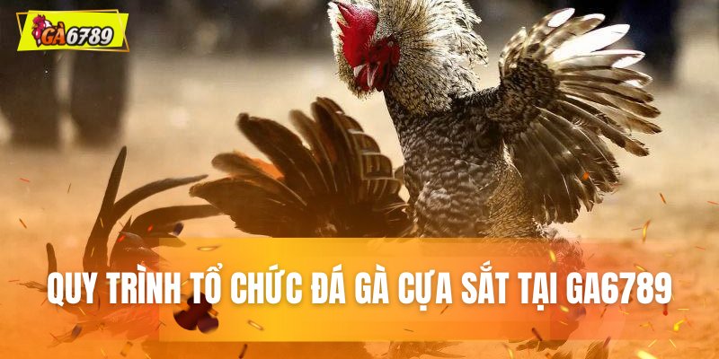 Quy trình tổ chức trận đấu đá gà cựa sắt tại GA6789