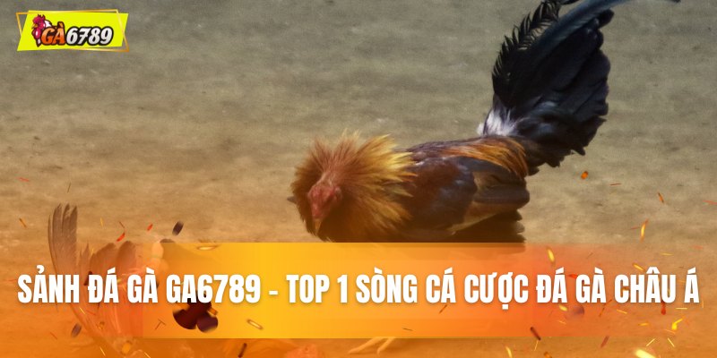 Sảnh cược đá gà Ga6789 dẫn đầu chất lượng Sảnh cược đá gà Ga6789 dẫn đầu chất lượng