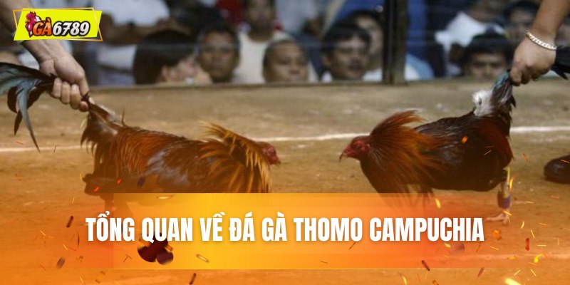 Tổng quan về đá gà Thomo Campuchia