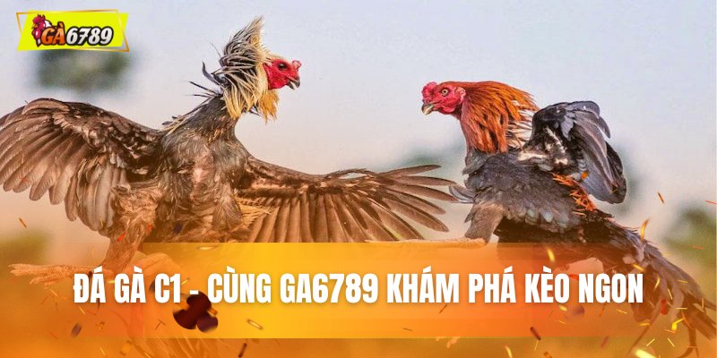 Vài nét về đá gà C1 - Cùng GA6789 khám phá kèo ngon Vài nét về đá gà C1 - Cùng GA6789 khám phá kèo ngon